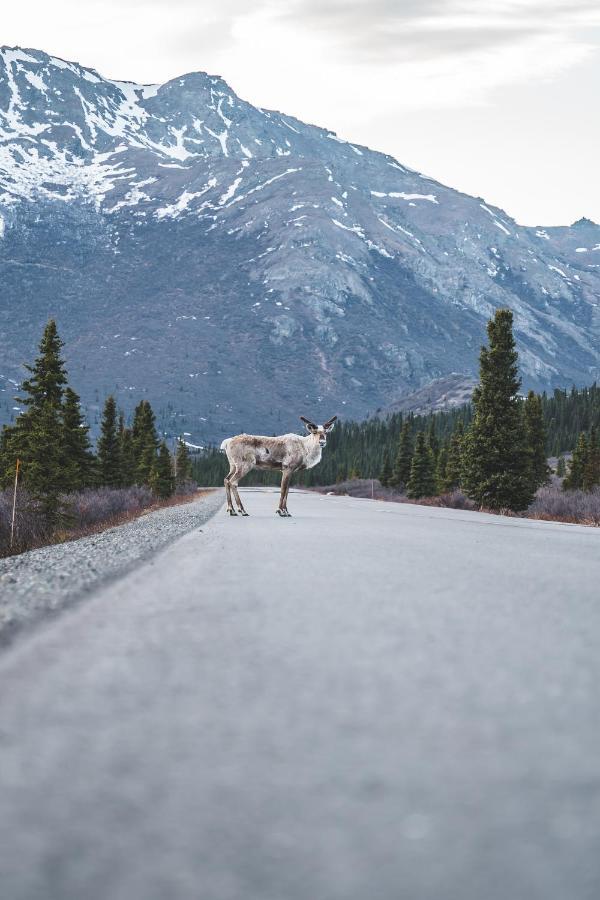 Denali Wild Stay - Moose Cabin, Free Wifi, 2 private bedrooms Healy Buitenkant foto