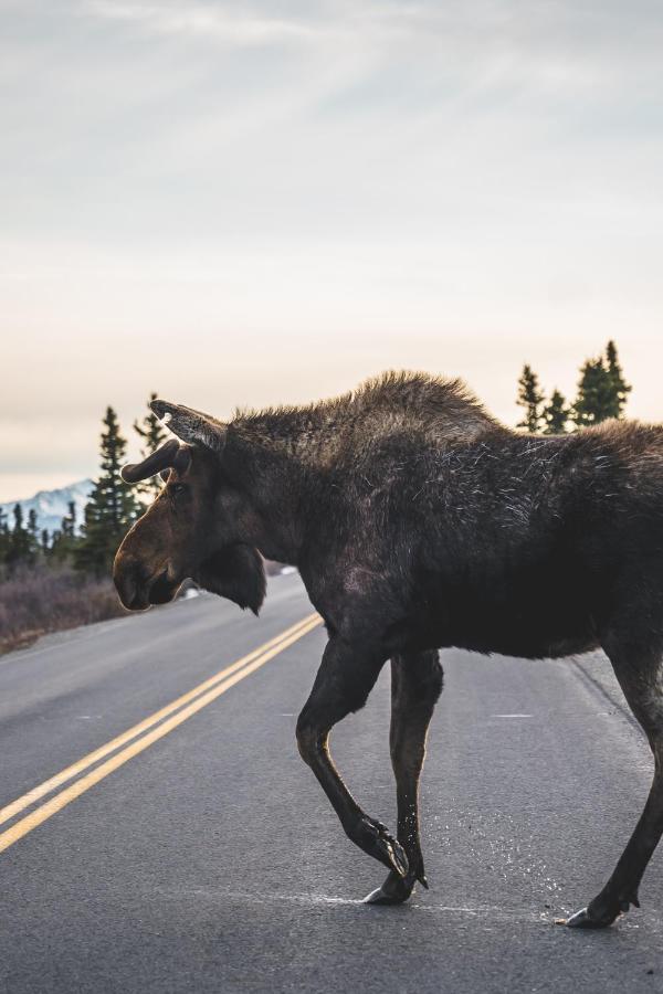 Denali Wild Stay - Moose Cabin, Free Wifi, 2 private bedrooms Healy Buitenkant foto